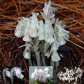 white organic flower seeds