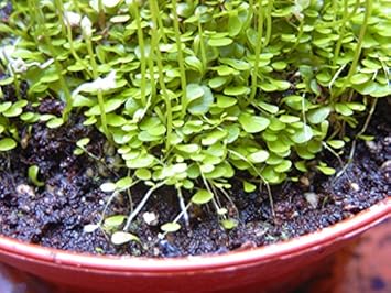 Flower Seeds, Seeds for Planting, Plant Seeds