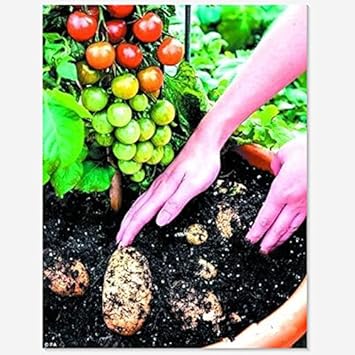 Vegetable Seeds, Seeds for Planting, Plant Seeds