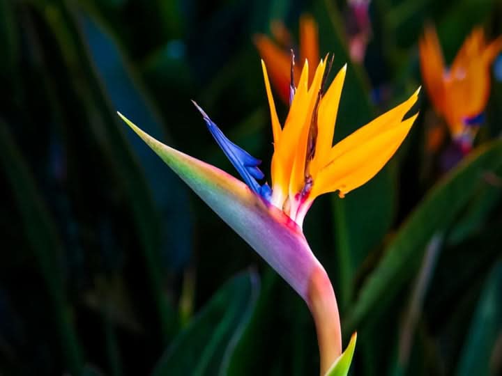 yellow blue flower seeds