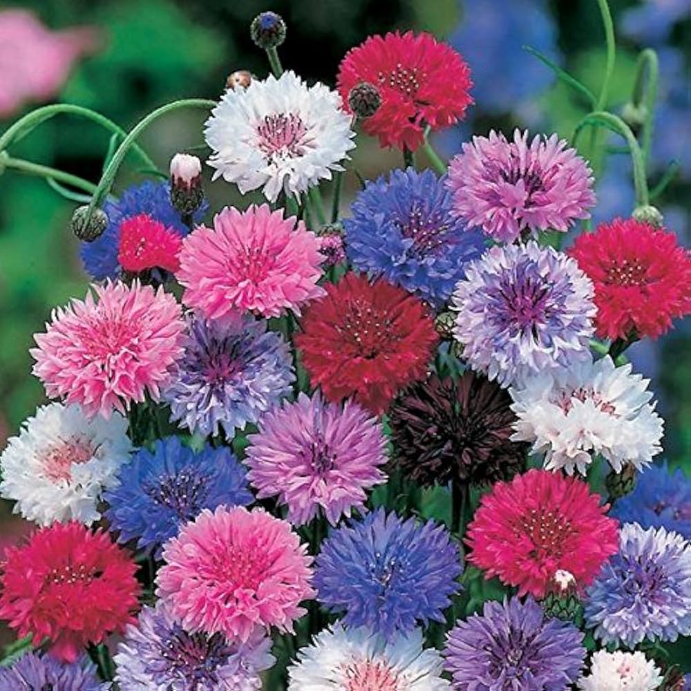 bachelor button flower seeds