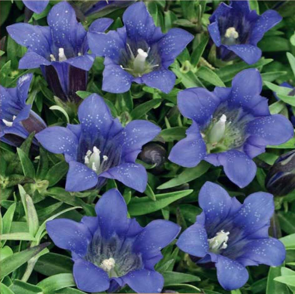 blue largeleaf flower seeds