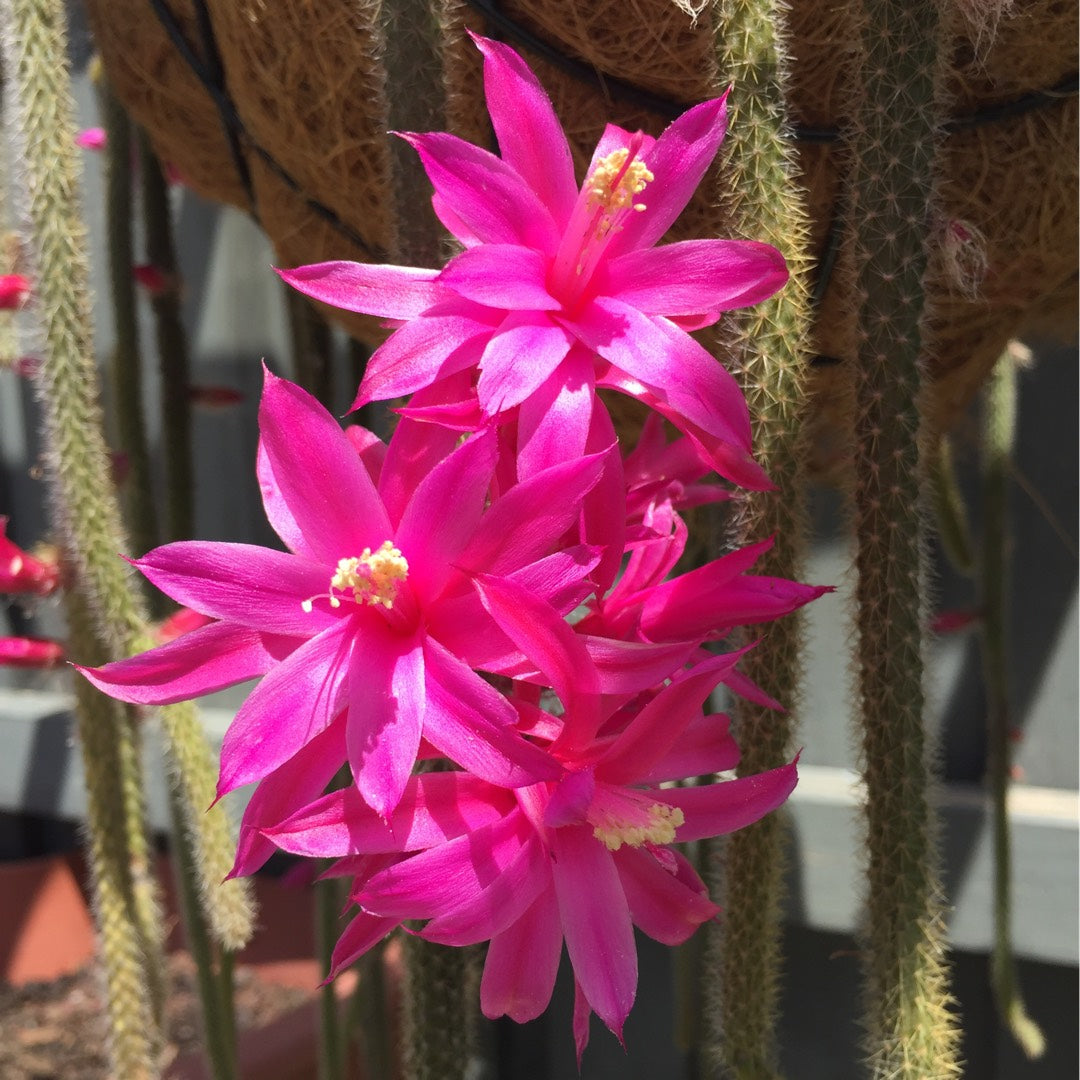 Lilla Nopalxochia Blomsterfrø 100 stk