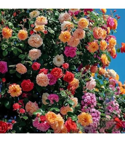 rose rosa flower seeds