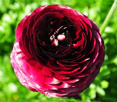 ranunculus highline flower seeds