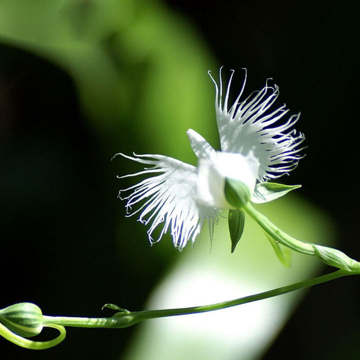 White Egret Orkideer Blomsterfrø til udplantning 100 stk