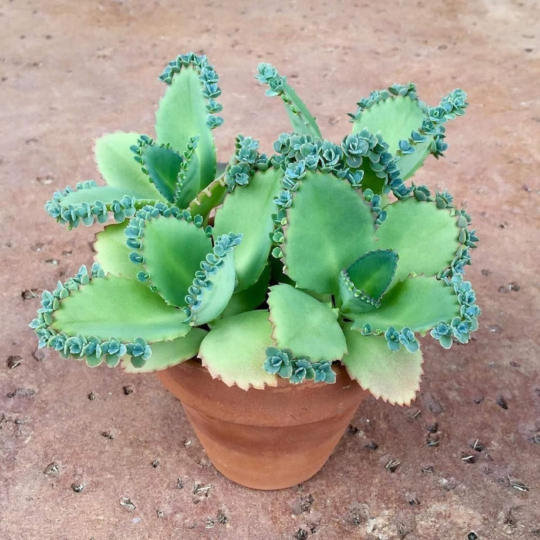 heirloom kalanchoe flower seeds
