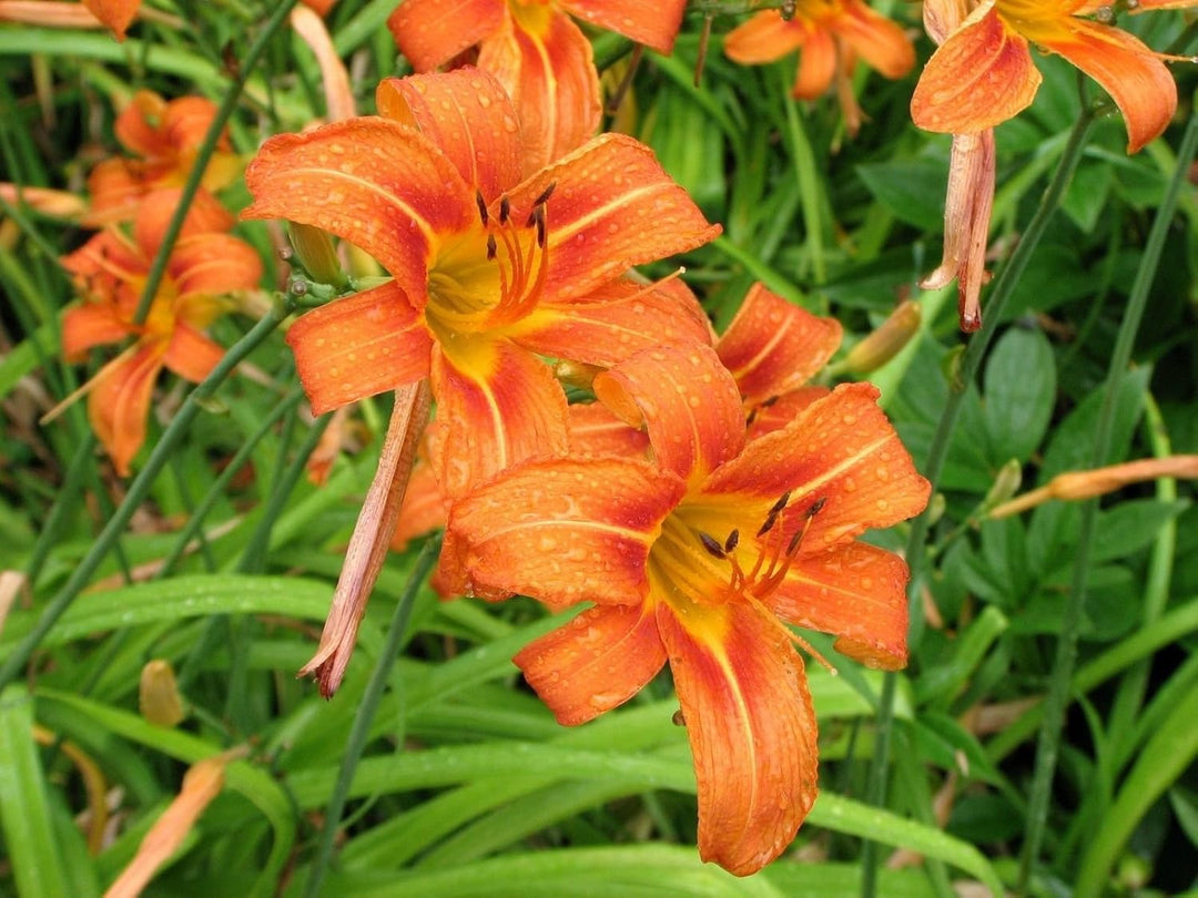 Orange Hemerocallis Flower Seeds for Garden - Heirloom, Non-GMO, High Germination Organic Seeds