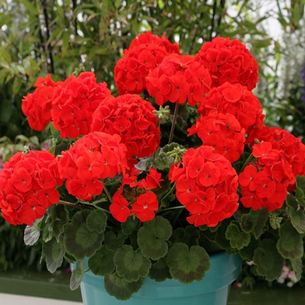 heirloom geranium seeds Red Geranium Flower Seeds for Planting – Heirloom & Non-GMO Vibrant Blooms for Beds, Borders, and Containers 500 pcs