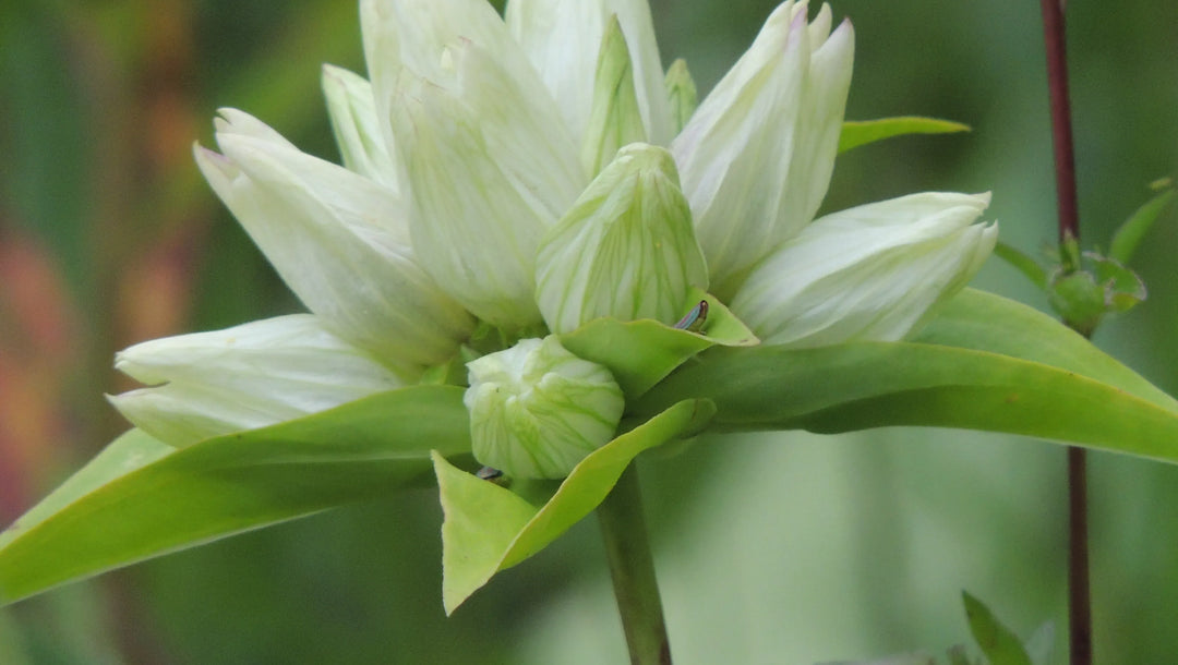 Cream Gentiana Flower Seeds for Planting, 100 pcs