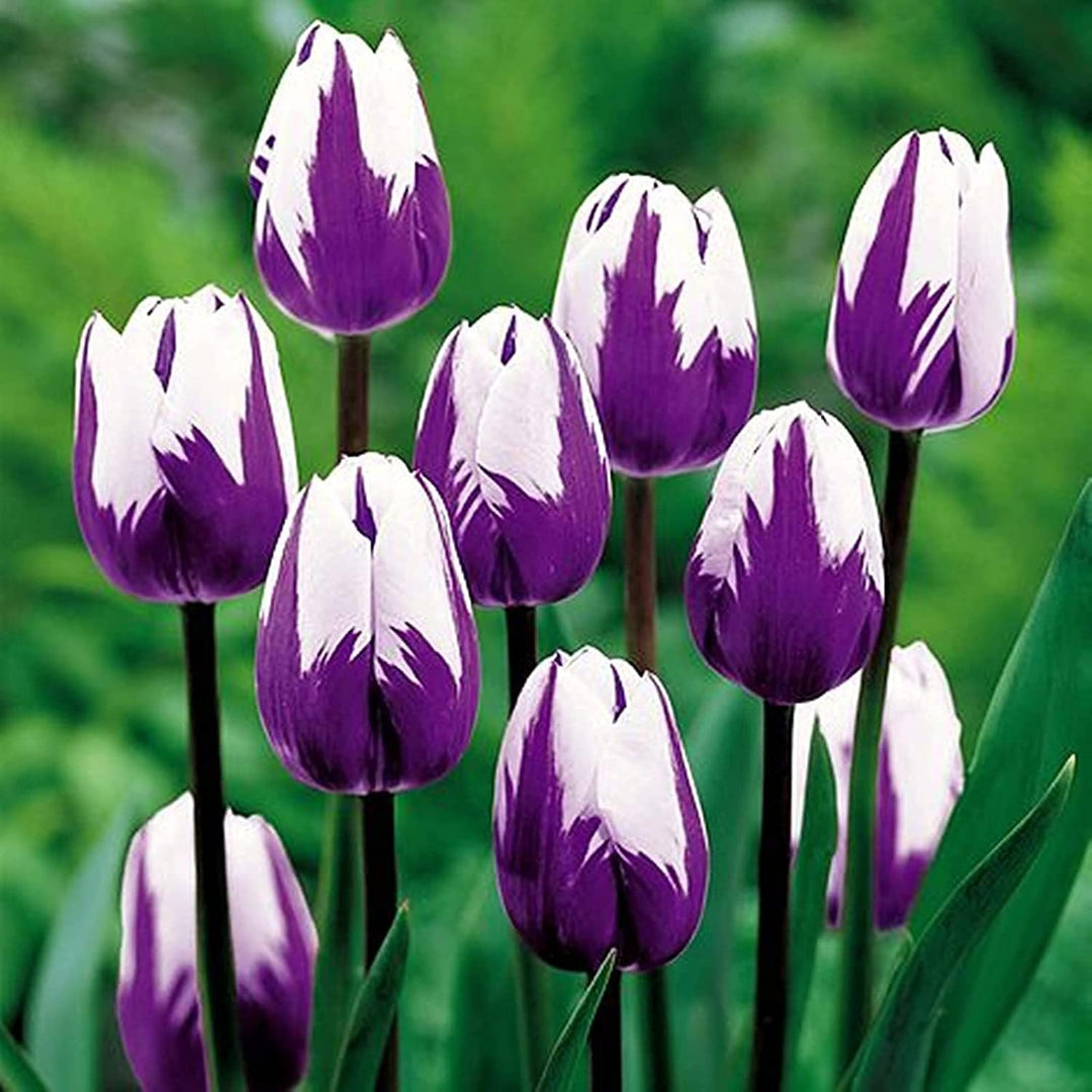 Hvidviolet tulipanblomsterfrø til plantning 100 stk