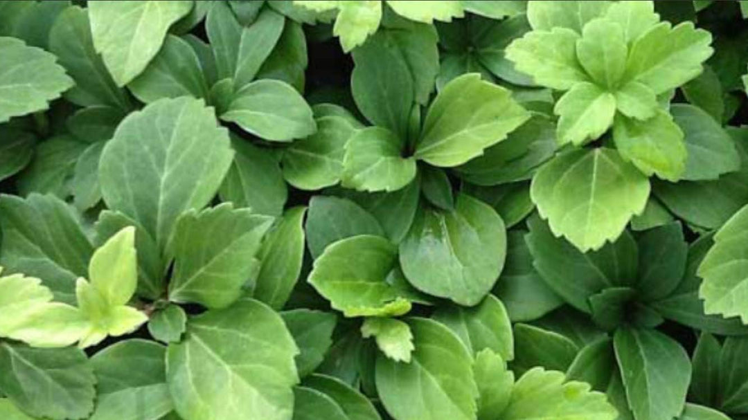 Pachysandra Flower Seeds for Planting  NON GMO Seeds