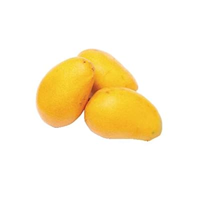 Ataulfo Mango Fruit Seeds for Planting – Organic, High-Yield, Easy to Grow, Heirloom seeds