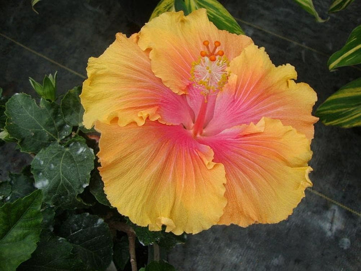 Bland Hibiscus Luna blomsterfrø til plantning, arvestykke frø -100 stk.