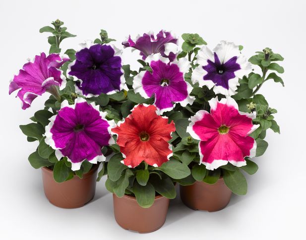 Oblique Petunia Flower Seeds for Planting – Mixed Color, Heirloom Non-GMO High Germination Organic Garden Seeds