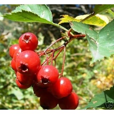 English Hawthorn Seeds Crataegus Laevigata Fruit Seeds for Planting - a Hardy, Tropical Tree, Heirloom Seeds