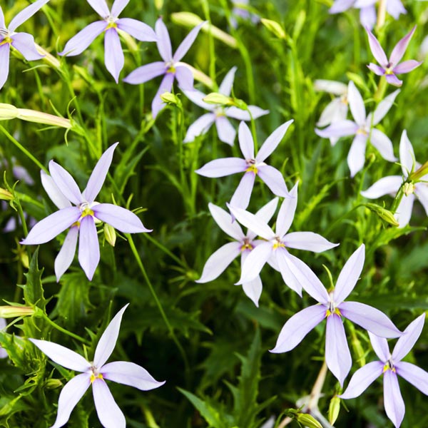 Laurentia blomsterfrø til udplantning – 100 stk