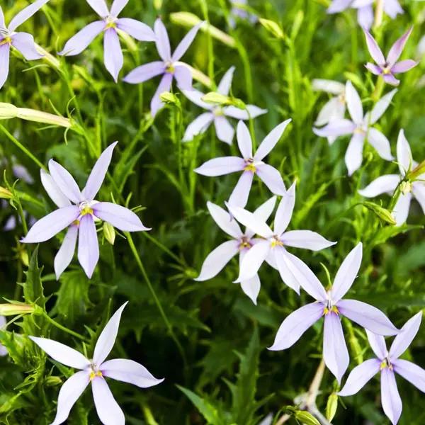 laurentia flower flower seeds