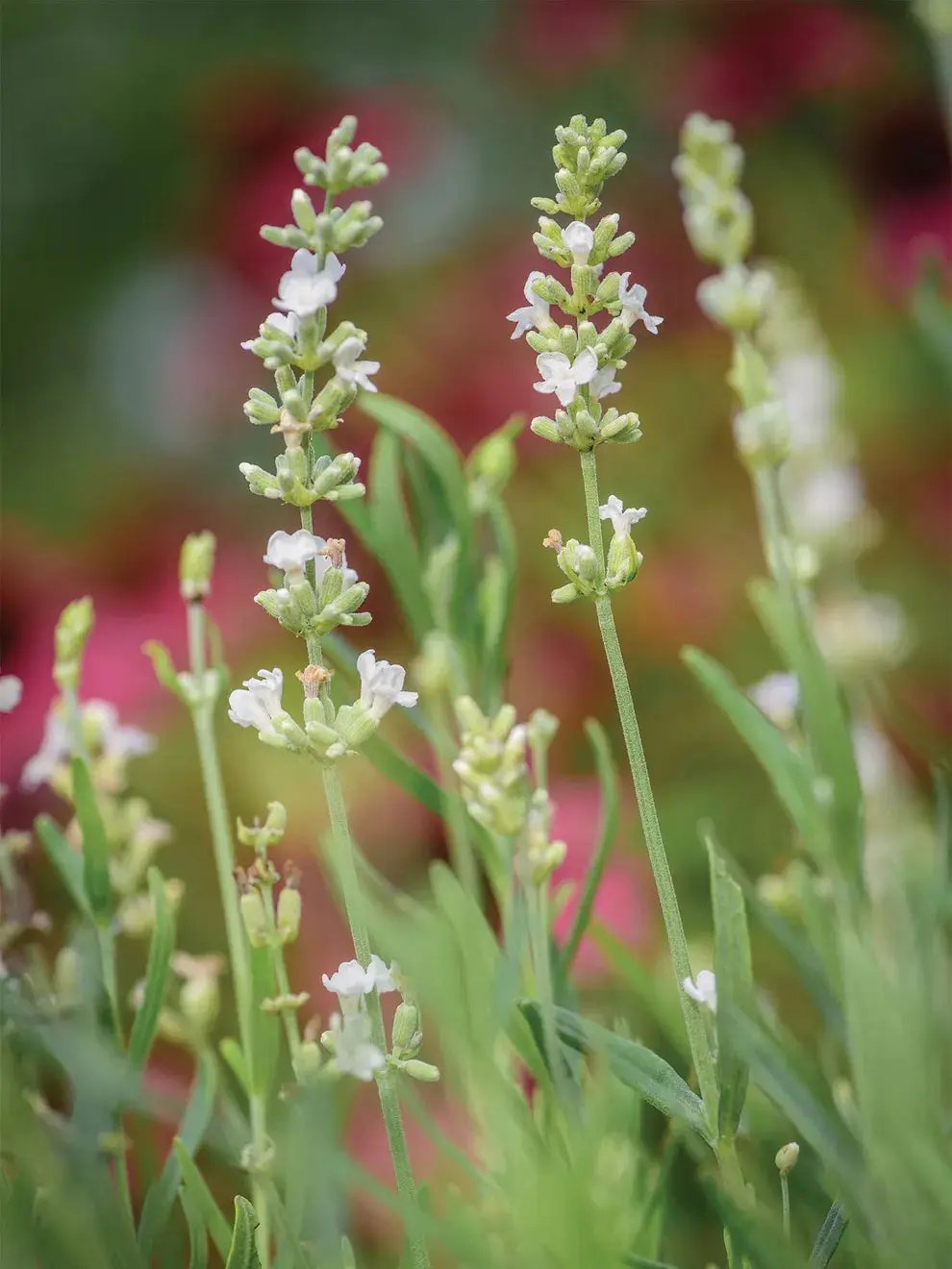 lavender lacy flower seeds