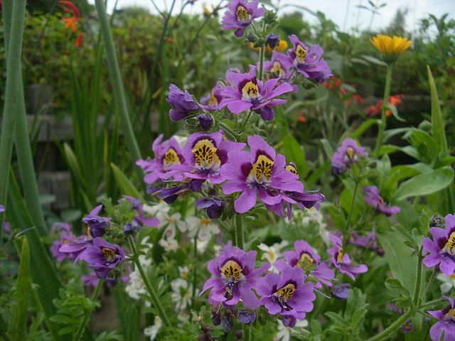 heirloom schizanthus flower seeds
