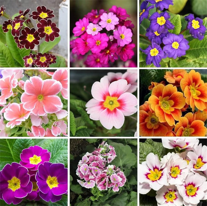 Blandede farver Primula blomsterfrø til udplantning, 100 stk