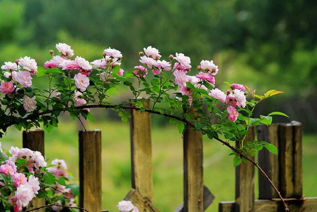 Rose Rød Klatrerose Blomsterfrø 100 stk