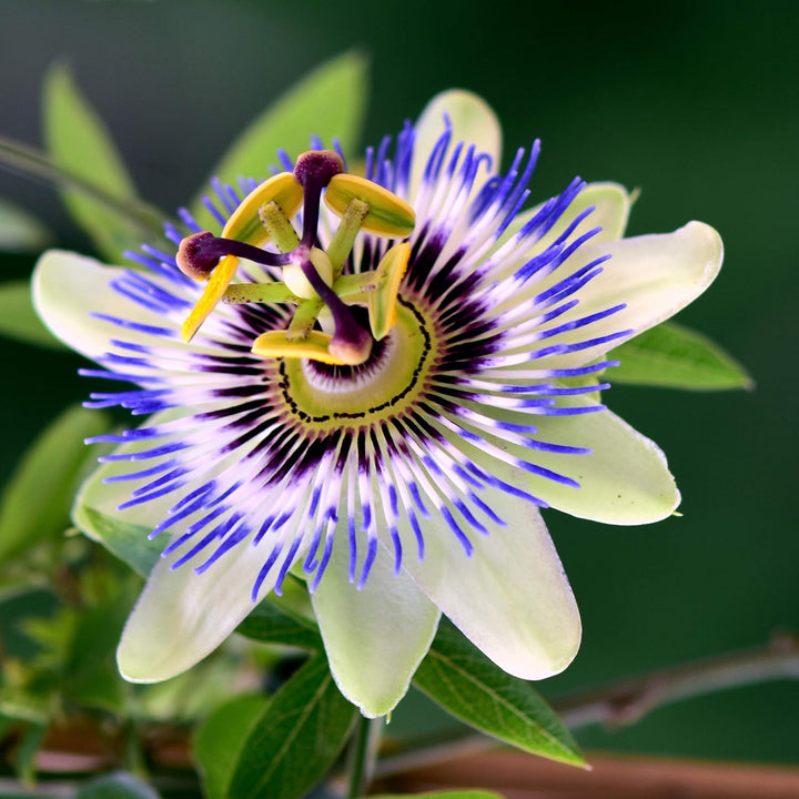 Sky Blue White Passion Flower Seeds for Planting – Organic, Heirloom, Non-GMO Seeds