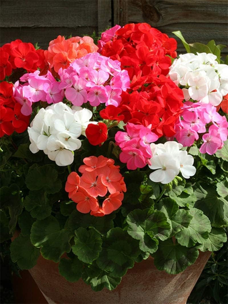 Mixed Color Geranium Pelargonium Flower Seeds for Planting 100 pcs