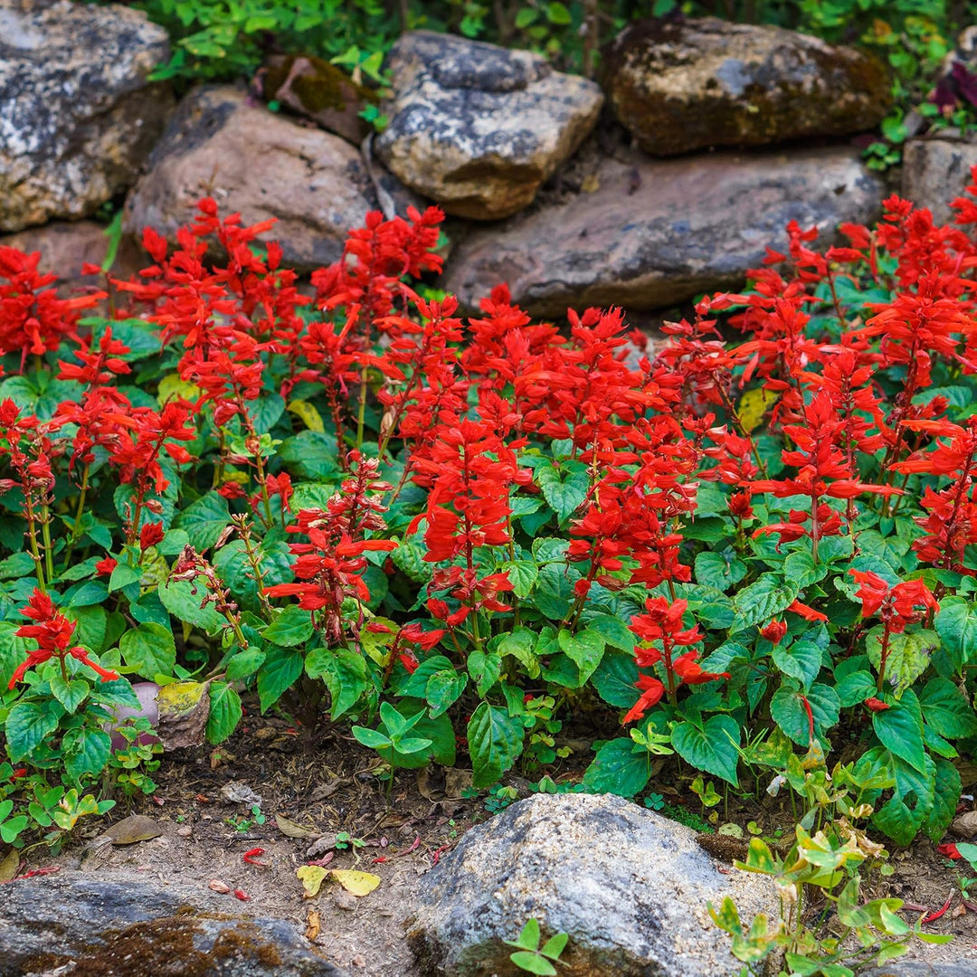 salvia salvia flower seeds