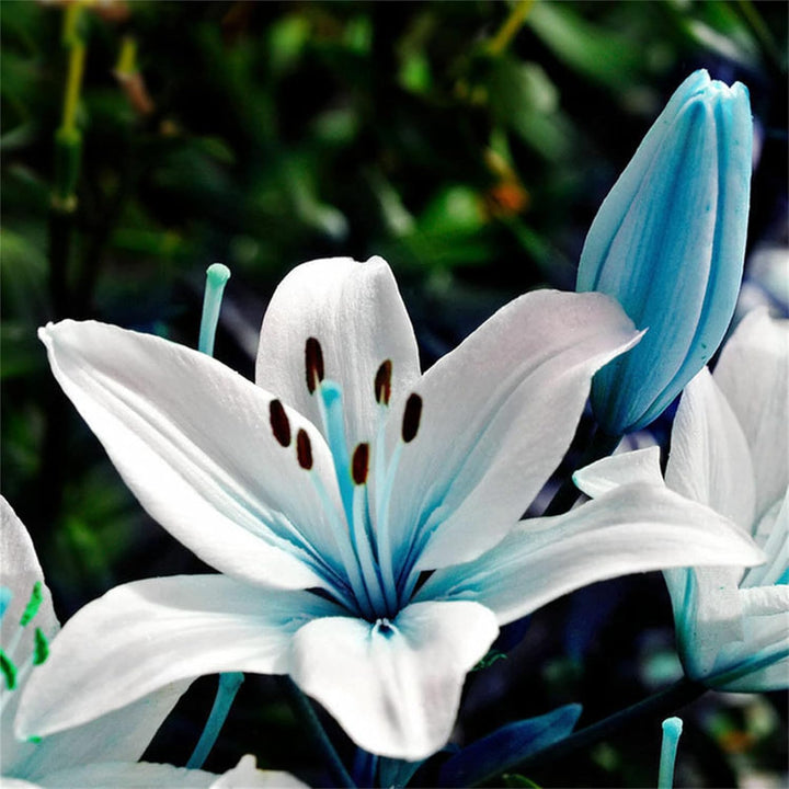 Fresh Lilium Flower Seeds for Planting, White Blue 100 pcs