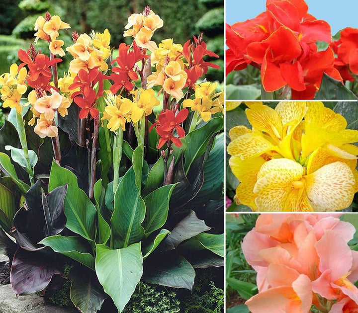 Blandede Canna blomsterfrø til udplantning 100 stk