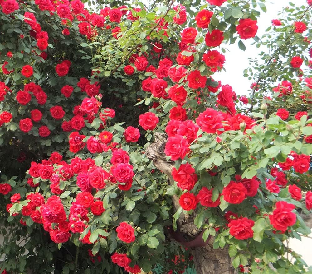 Red Climber Flower Seeds for Planting, 100 pcs