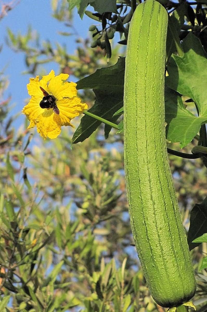 Yellow Luffa Vegetable Seeds for Planting - 100 pcs