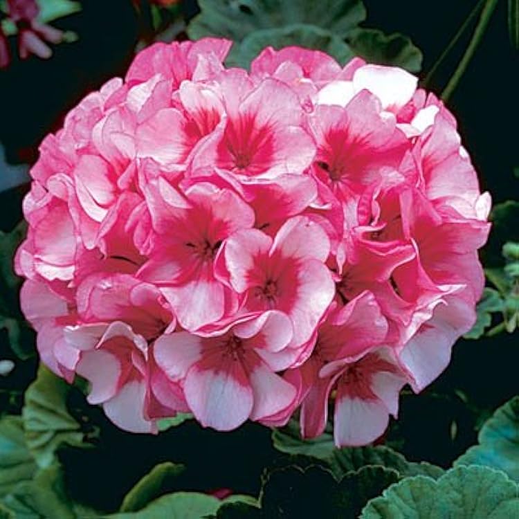 Pink White Geranium Flower Seeds for Planting 100 pcs