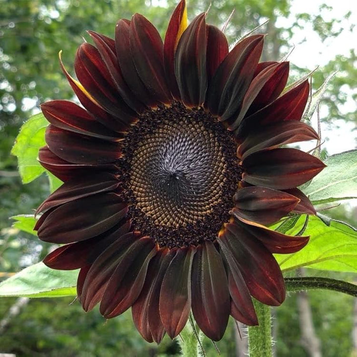 Heirloom Chocolate Cherry Sunflower Flower Seeds for Planting