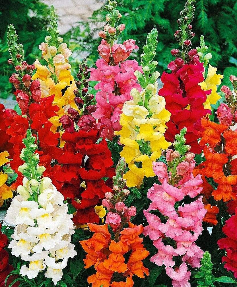 mixed snapdragon flower seeds