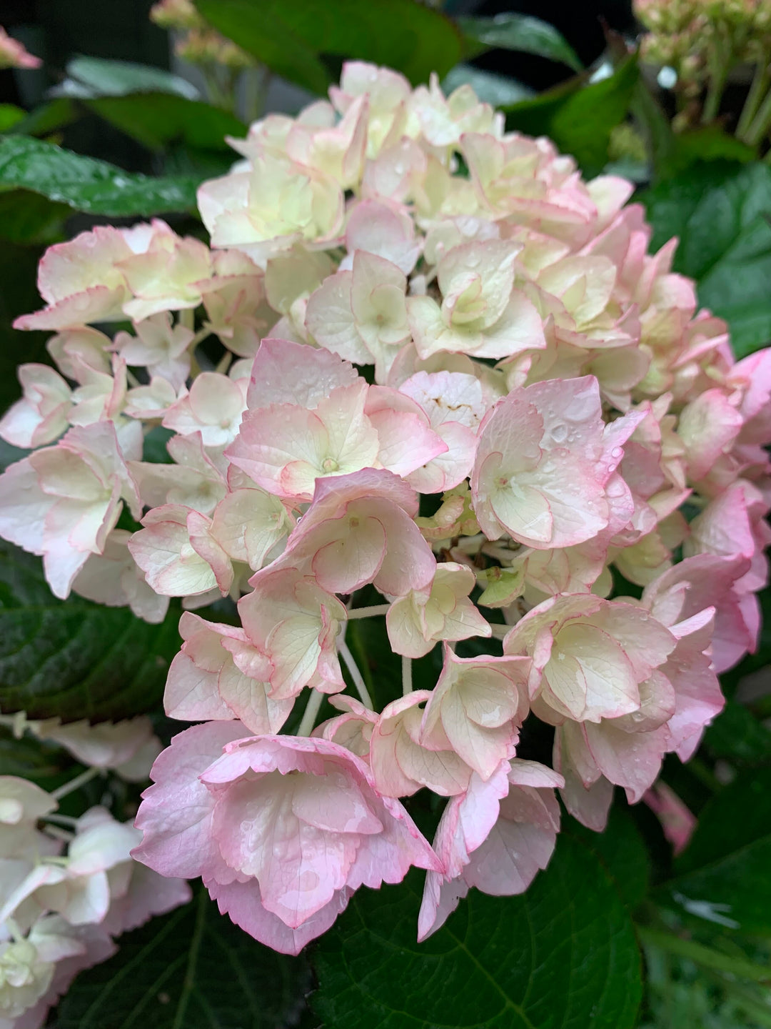 Hvide Pink Hortensia frø til udplantning - 100 stk