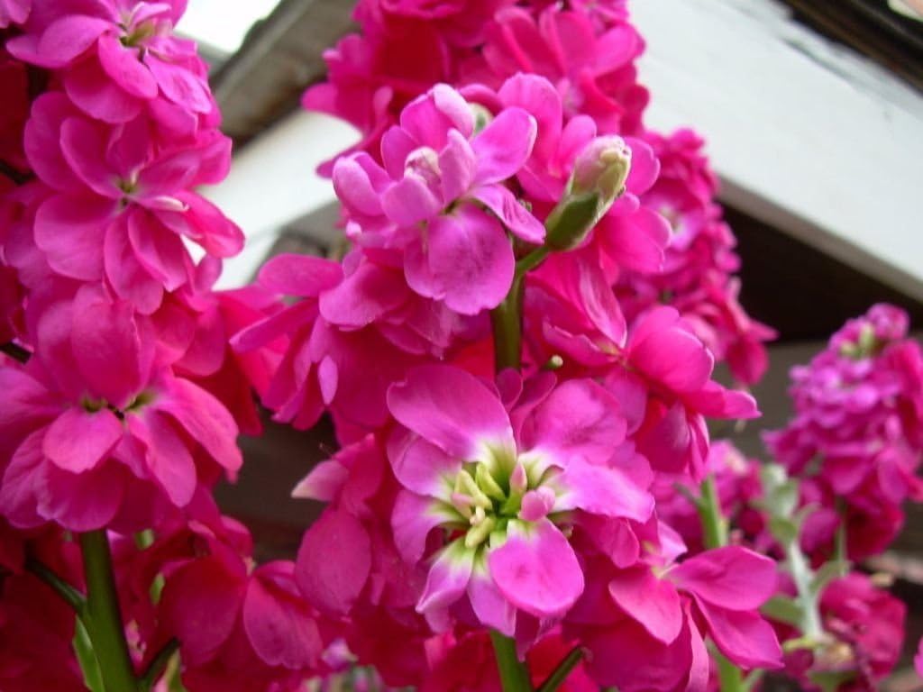 pink matthiola flower seeds