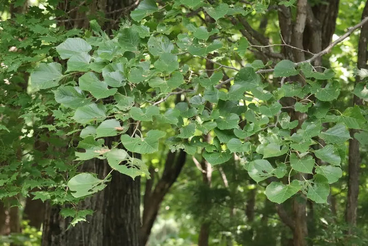 Green Manchurian Flowering Tree Seeds for Planting - 100 pcs