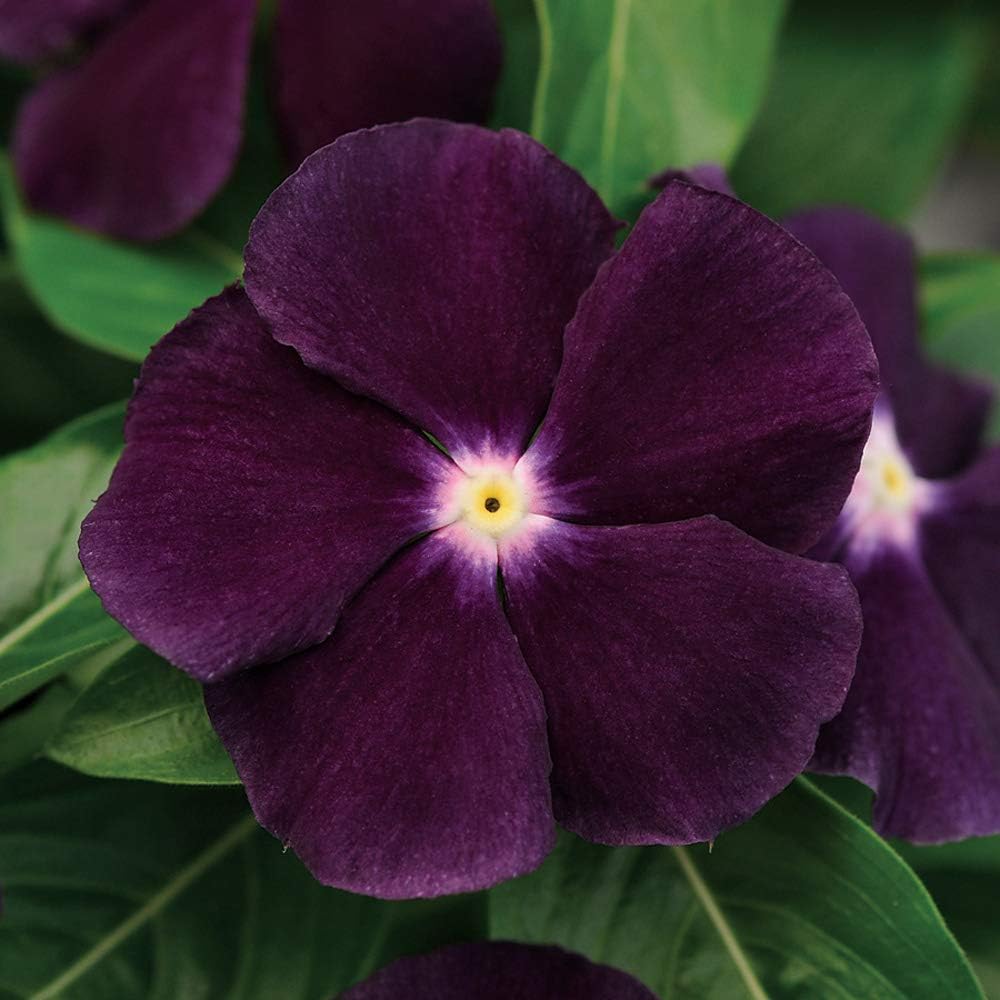 Vinca Flower Seeds for Planting - 100 pcs