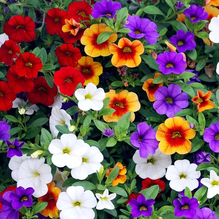 Blandede Petunia kronblade Blomsterfrø til plantning - 100 stk