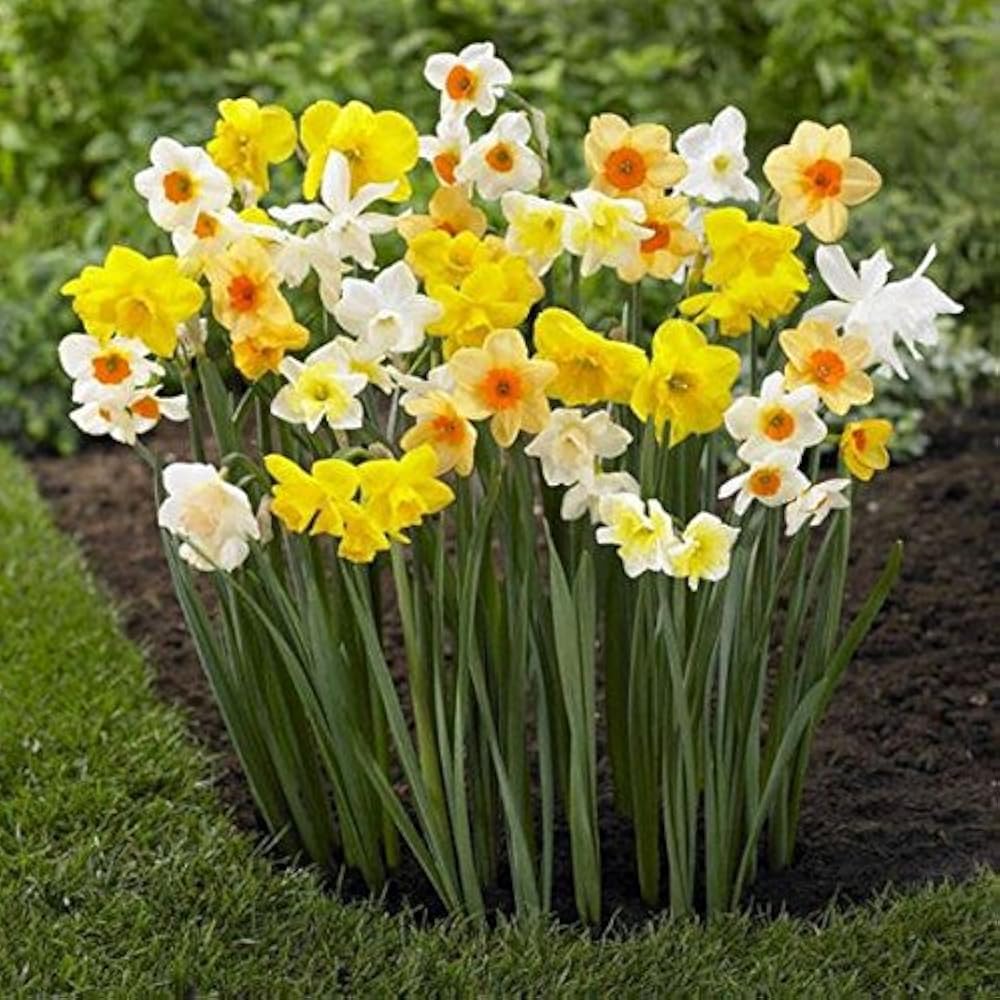 cream narcissus flower seeds