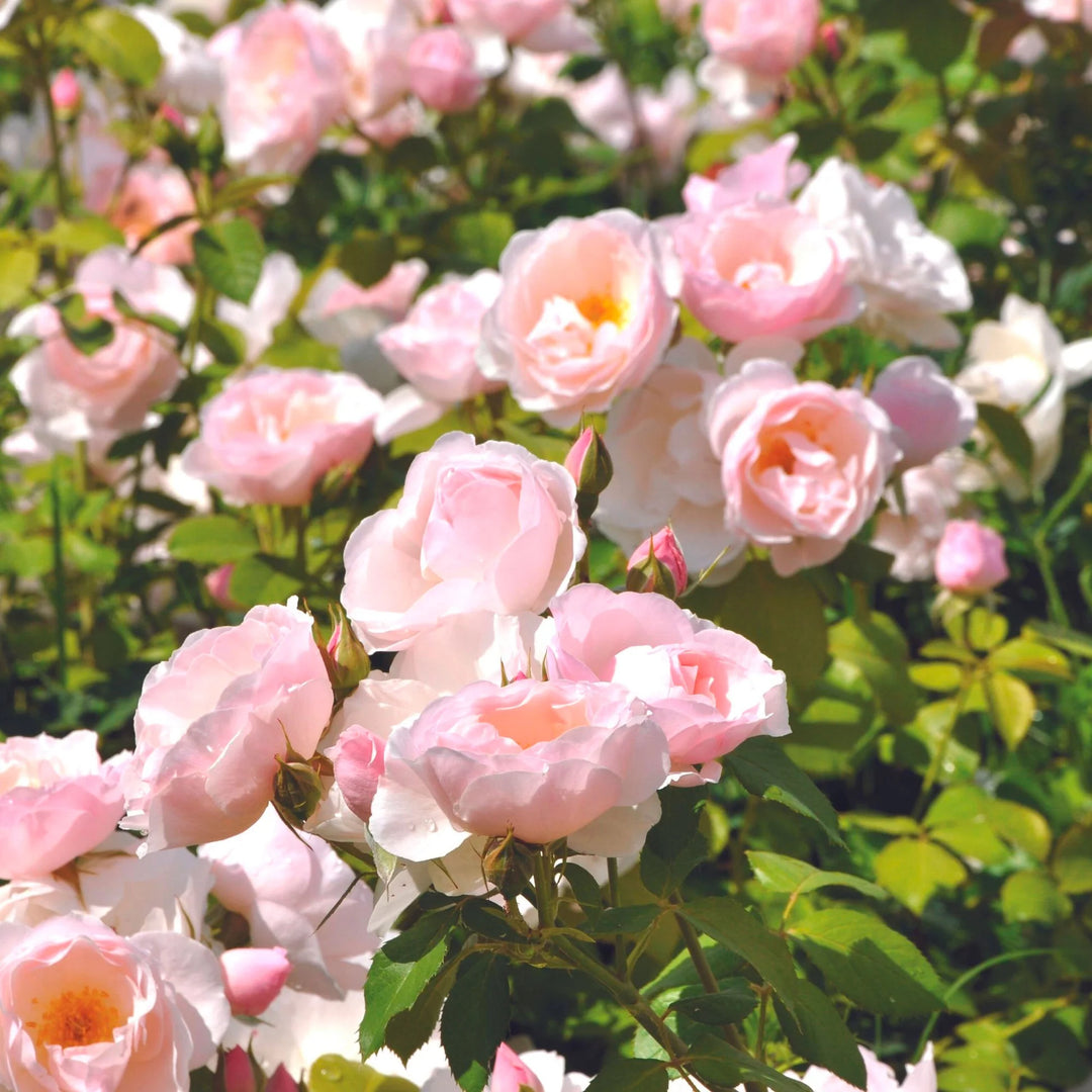 Friske rosenblomstfrø til udplantning, Baby Pink 100 stk