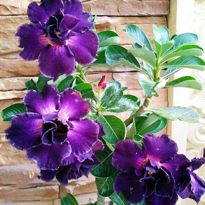 Adenium Flower Seeds Purple for Planting 100 pcs