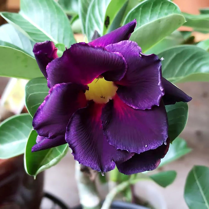 Adenium Flower Seeds Purple for Planting 100 pcs