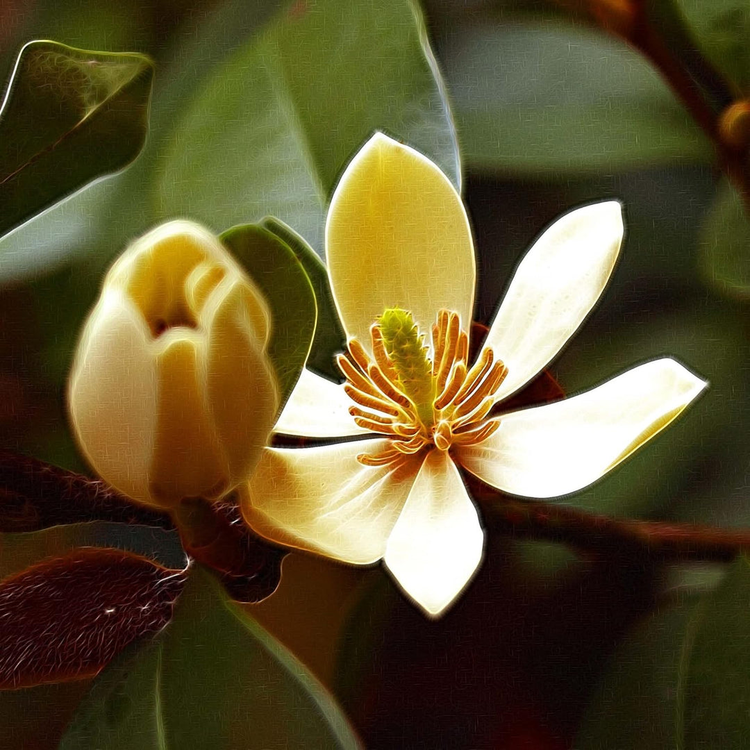 michelia michelia flower seeds