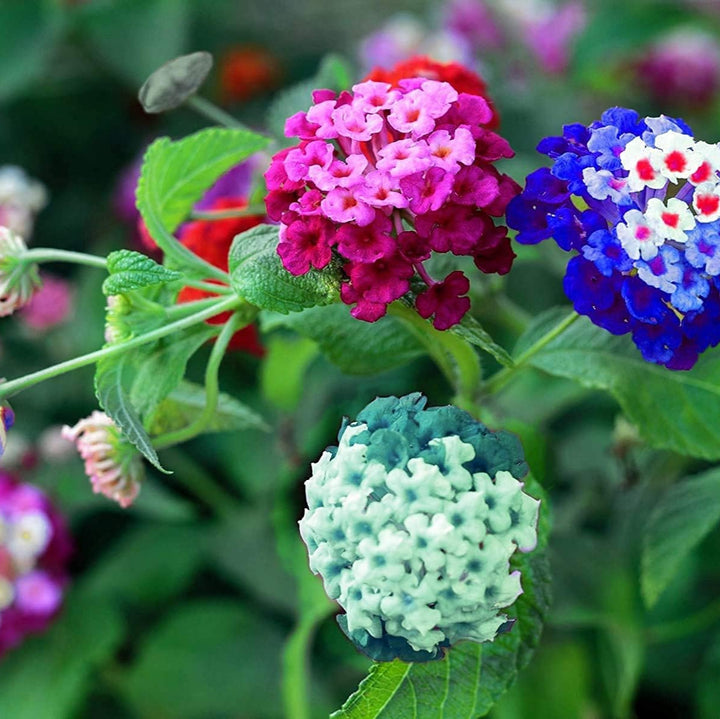 Organic Lantana Flower Seeds in Mixed Colors for Planting – Heirloom, Non-GMO