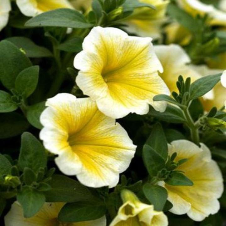 Petunia Flower Seeds for Planting Yellow 100 pcs