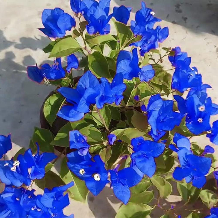 Blue Bougainvillea Climbing Flower Seeds for Planting – Heirloom, Non-GMO, High Germination Vibrant Vine Seeds