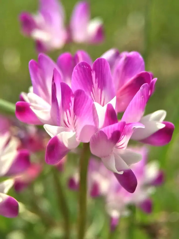 Violet Milkvetch Sinicus blomsterfrø til plantning - 100 stk